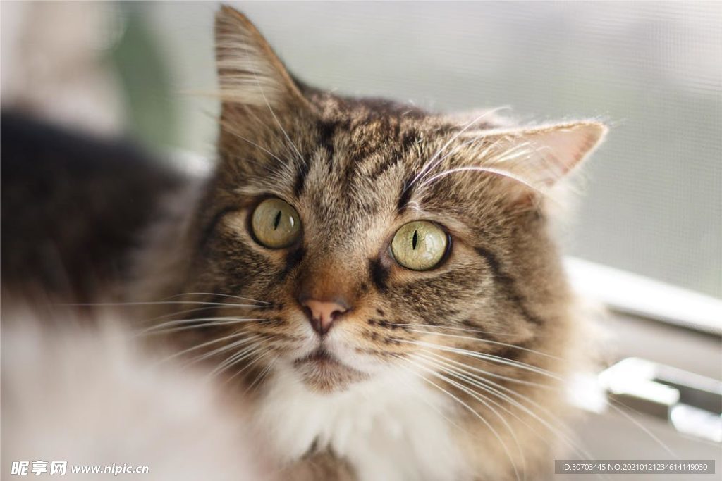 小猫