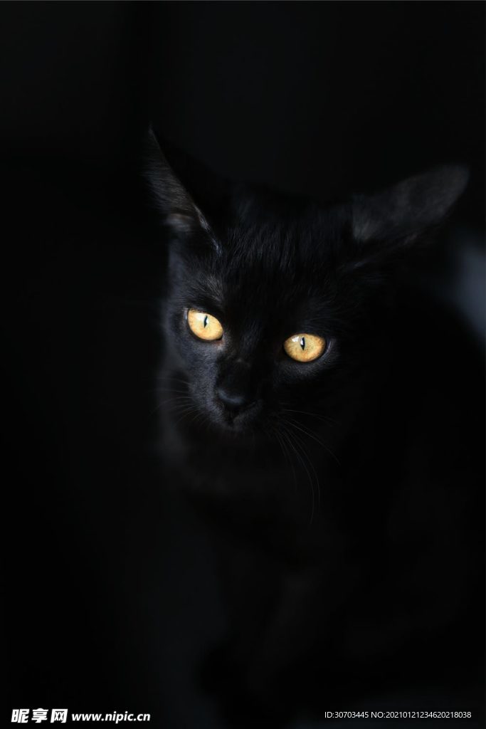 黑猫