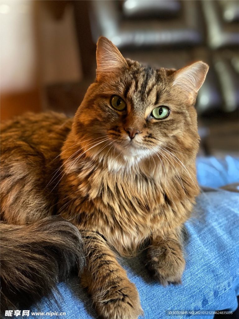 棕色猫