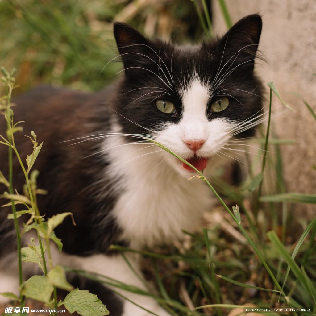 小猫