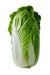 大白菜