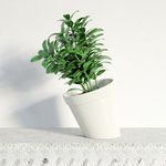 创意小盆栽