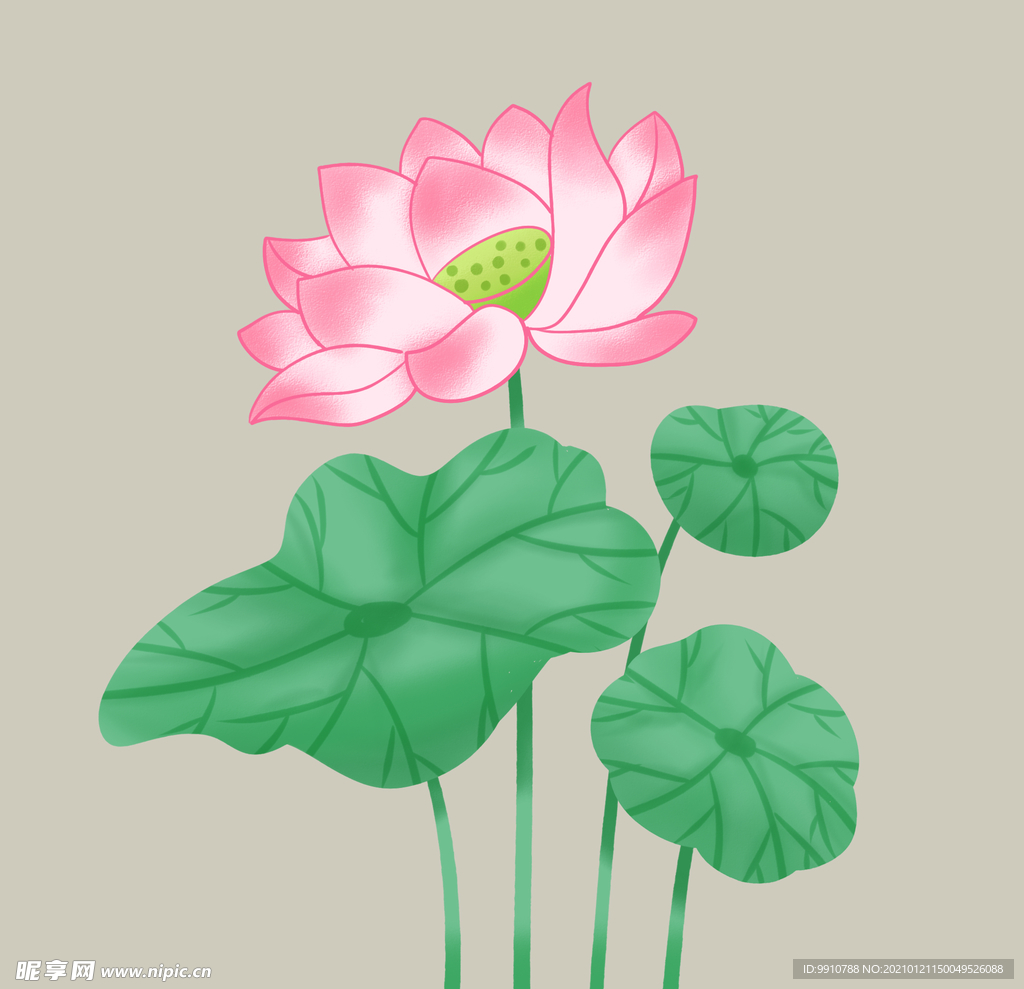 荷花