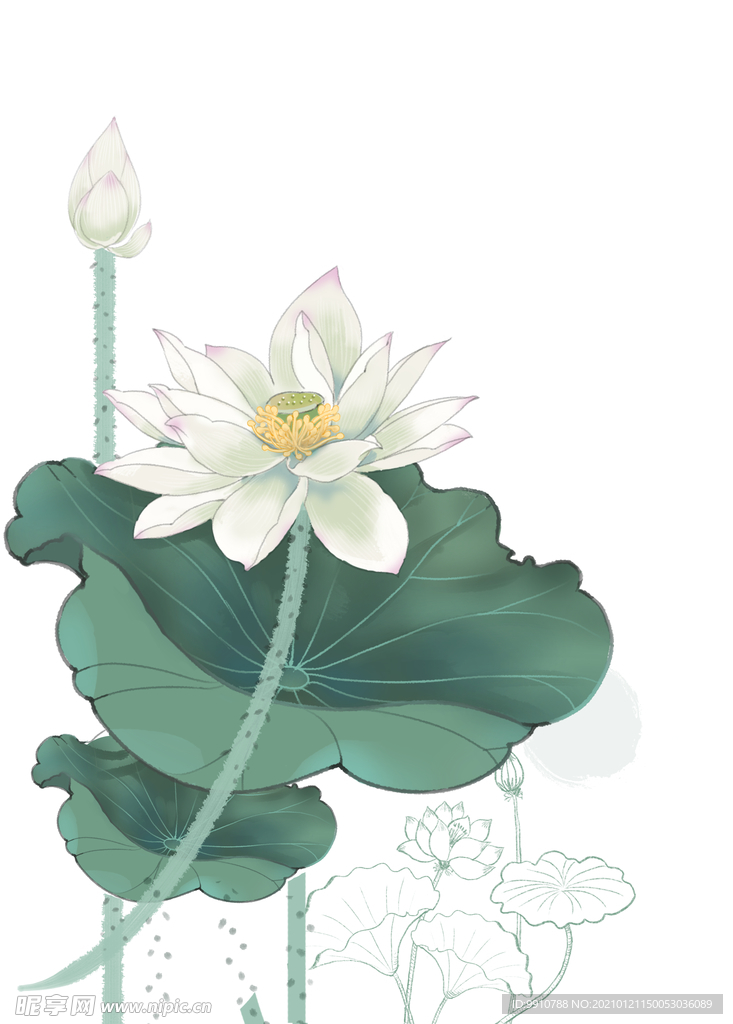 荷花