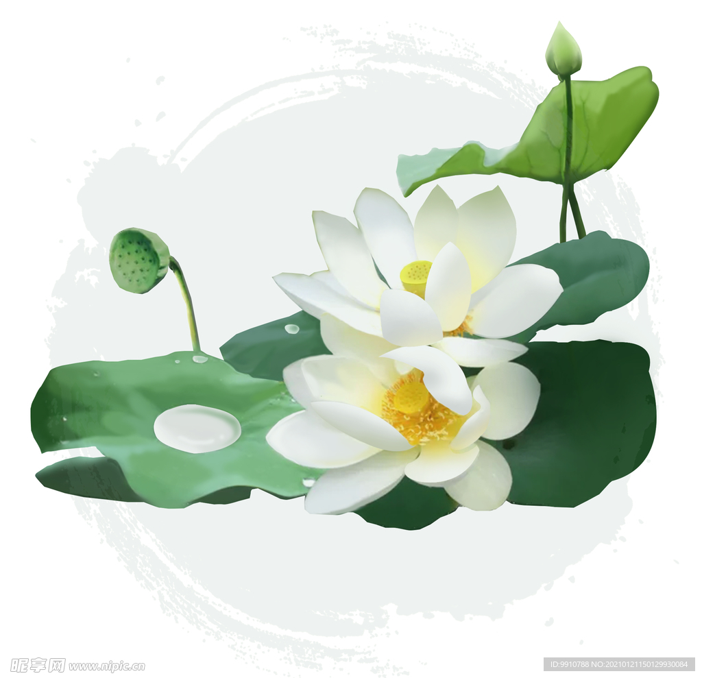 荷花
