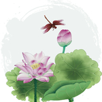 荷花