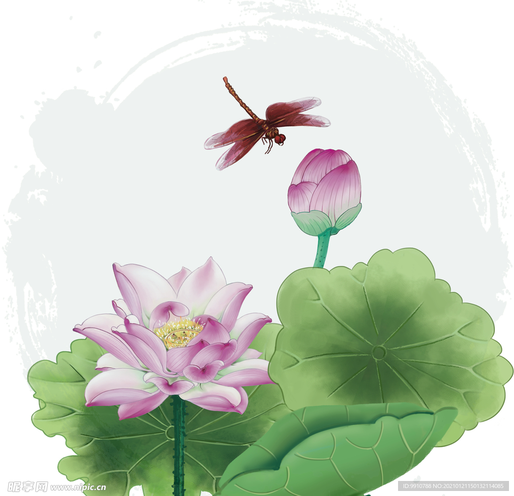 荷花