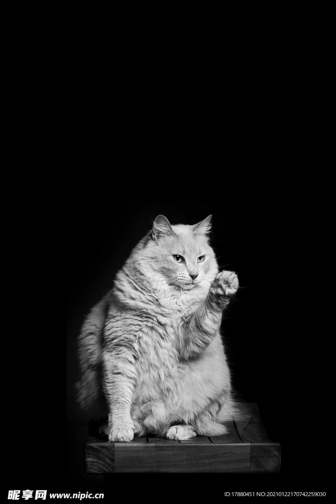 猫