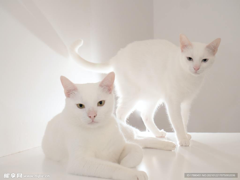 猫