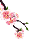 透明梅花装饰元素宣传