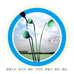莲蓬装饰画