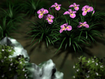 花草照片jpg