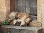 狗