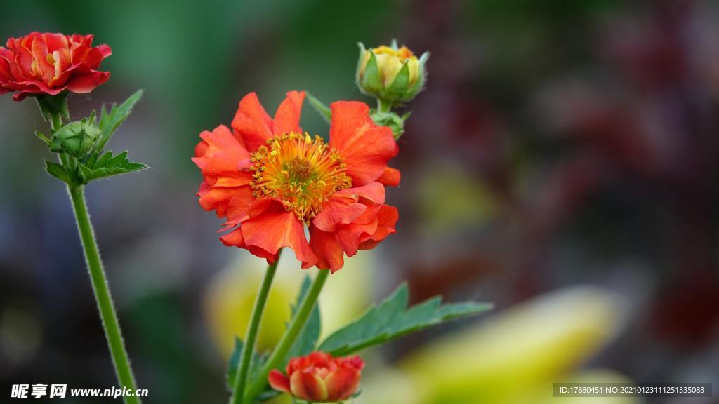 花卉