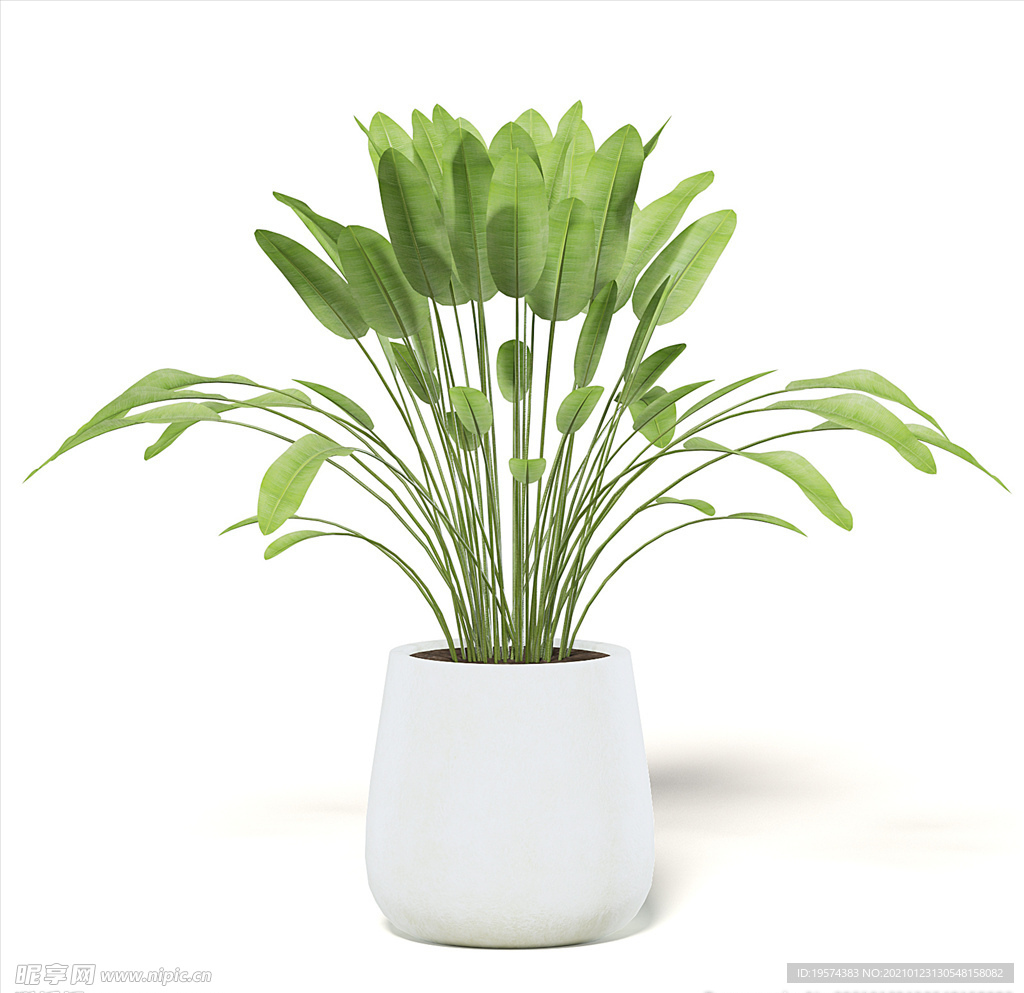 C4D模型 鹤望兰