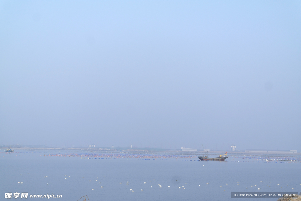 海边 渔船 海鸥
