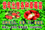 草莓名片
