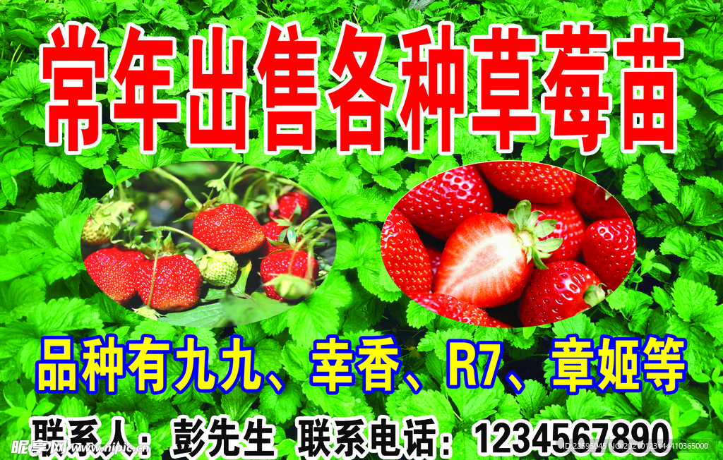草莓名片