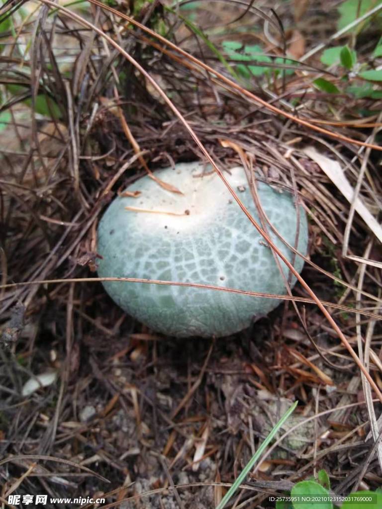 野生菌