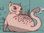 肥猫