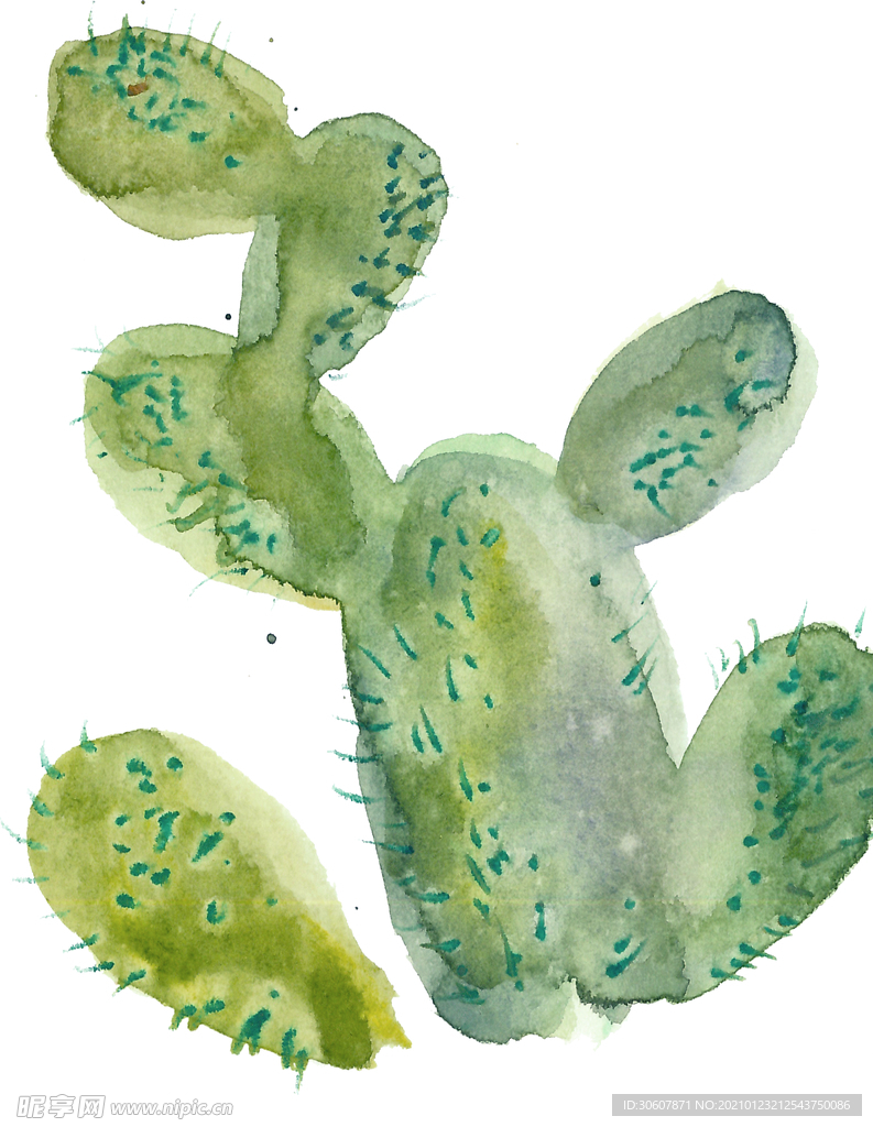 水彩植物