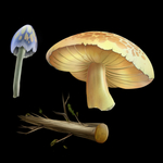 蘑菇  枯树