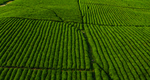 茶