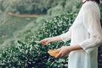 茶
