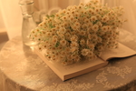 雏菊花