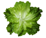 生菜