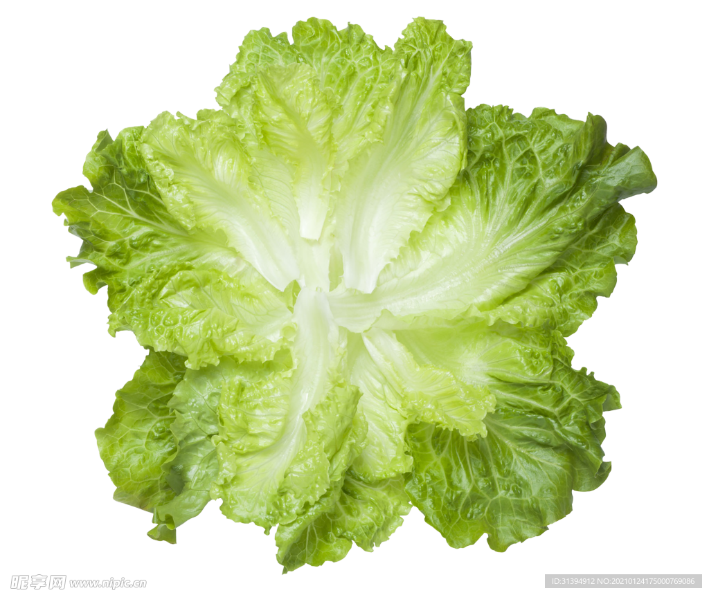 生菜