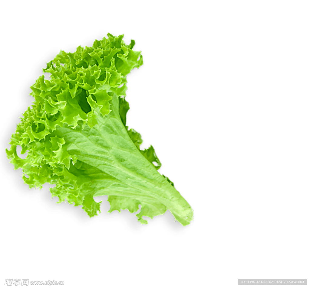 生菜