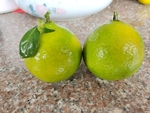皇帝柑