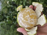 皇帝柑