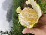 皇帝柑