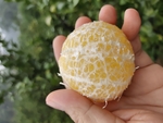 皇帝柑