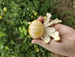皇帝柑