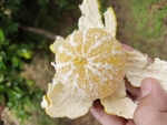 皇帝柑