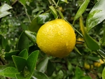 皇帝柑