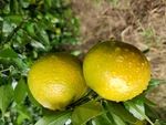 皇帝柑