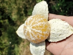 皇帝柑