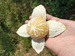 皇帝柑