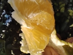 皇帝柑