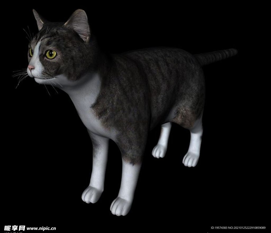C4D模型 狸花猫