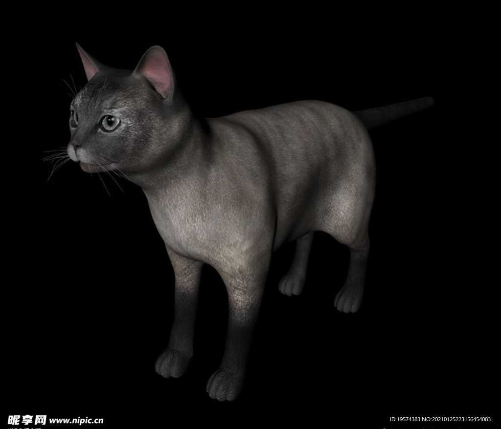 C4D模型 猫