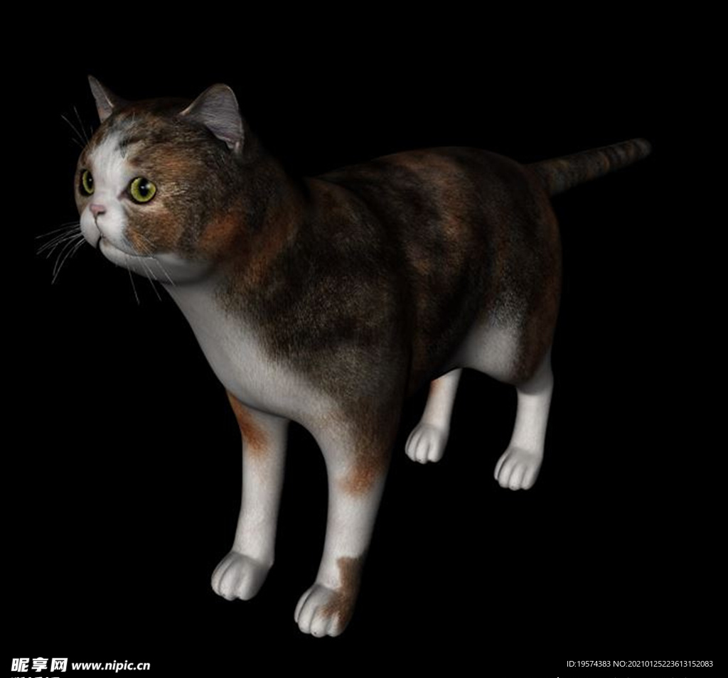 C4D模型 狸花猫