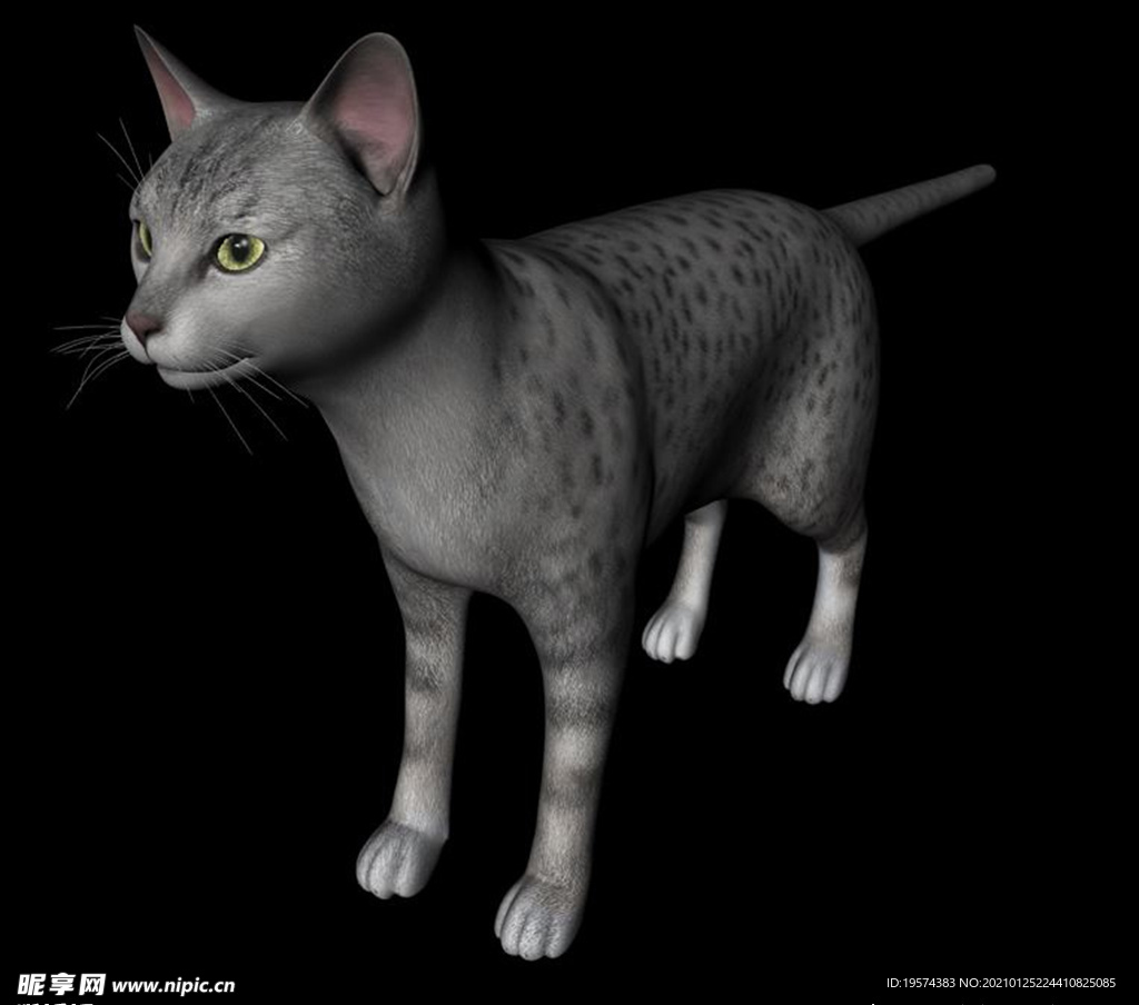 C4D模型 猫