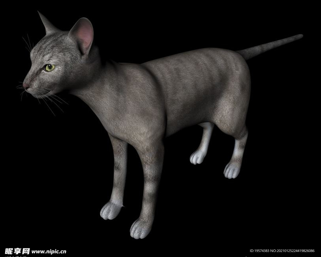 C4D模型 猫