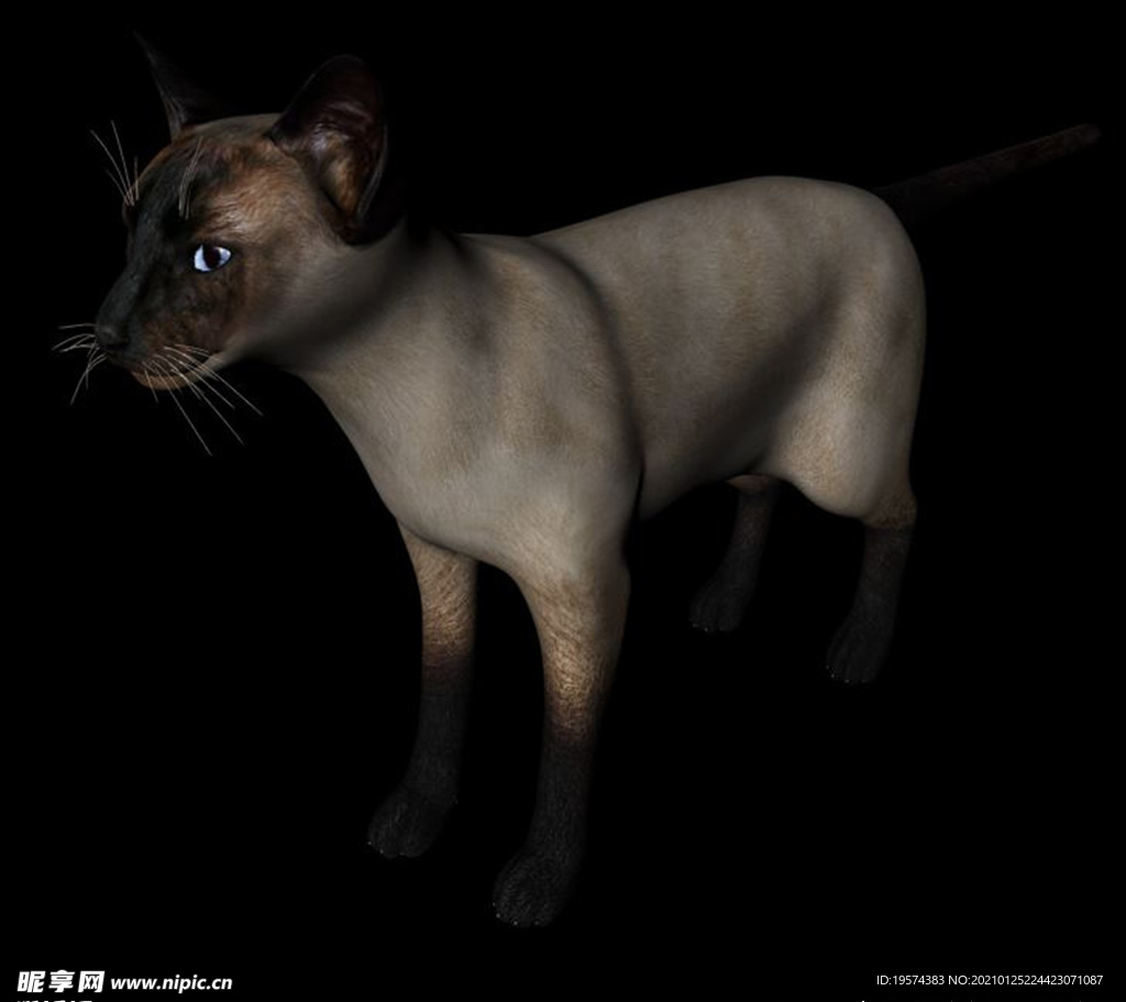 C4D模型 猫