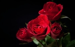 玫瑰花